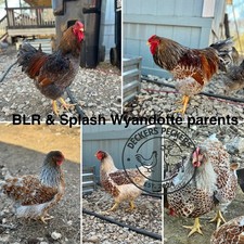 6-12 Blue Laced Red & Splash