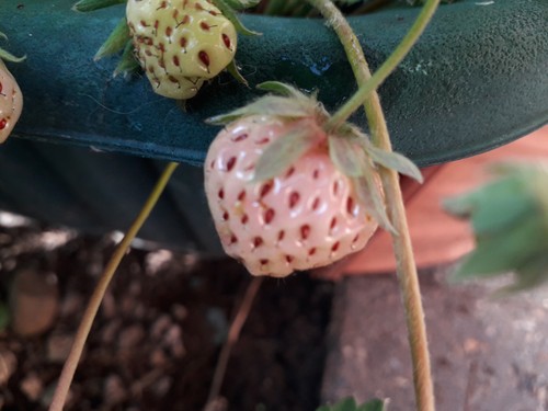 Pineberry pineapple - pineberry,