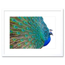 Photo Dt Pretty Peacock Plume Bird Feathers Frame Picture Art Print 12x16 Inch
