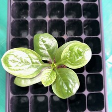 Malabar Spinach x 2 plug/Plant