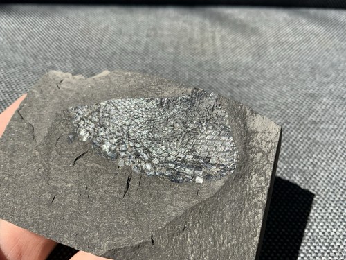 Rare fossil fish scales - rare,