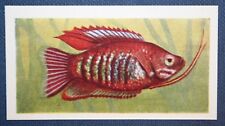THICK-LIPPED GOURAMI   Tropical Fish   Illustrated Card  EE20
