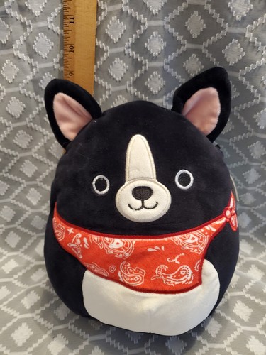 Teddy the boston terrier - boston,