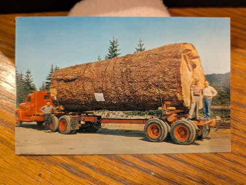 Vintage giant fir - vintage,