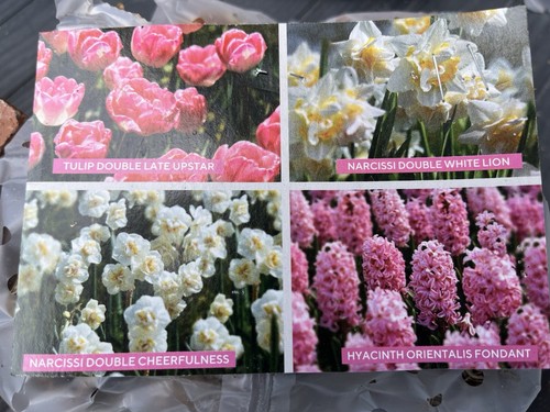X15 garden bulb cut - garden,