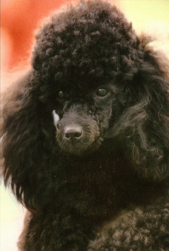 Black poodle jumbo fridge - black,