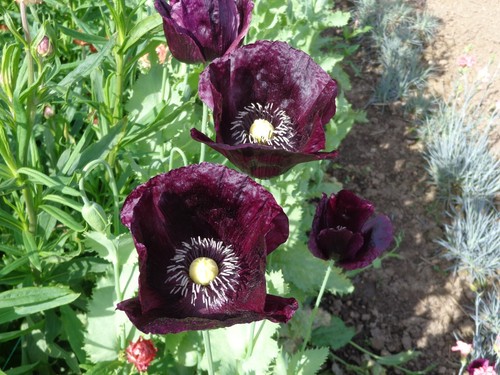 7500 single purple poppy seeds - 7500,