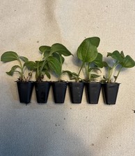 ? 12x Echinacea Purpurea Nectar Pink Plug Plants 'Coneflower' - 1ST CLASS