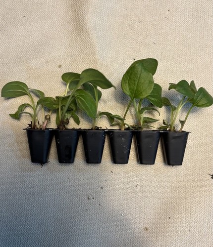 12x echinacea purpurea - 🌸,