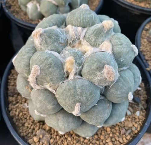 Sale rare plant ariocarpus fis - rare,
