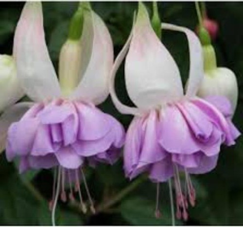 Fuchsia giant trailing - fuchsia,