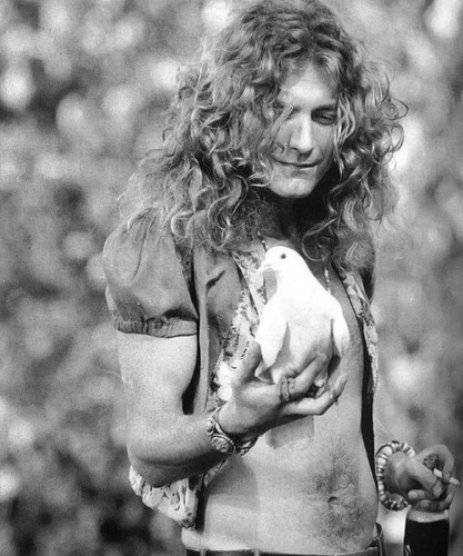 Robert plant watching the - the, dove
