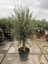Olive Tree Standard Lollipop Approx 7ft+ Tall 70L UK Hardy EXTRA LARGE trunk