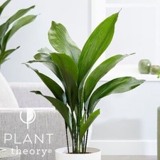 55cm Aspidistra Elatior Aspidistra Cast Iron Indoor House Plant 19cm Pot