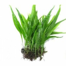 Java fern live - x,