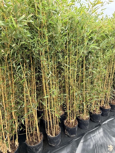 Extra large bamboo aureocaulis - large,
