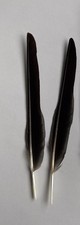 2 Black Crow Feathers Arts