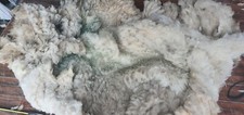 1.5 Kg Ave 5" Staple Raw Sheep