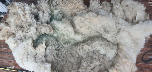 Ave staple raw sheep - 5",