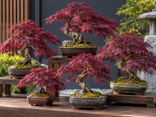 Red purple japanese - purple, 3