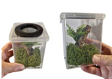 TWO Insect Rearing Boxes: Ideal For Young Praying Mantis