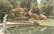 Kent. Hever Castle. Japanese Azaleas in the Cascade Rockery. Jarrold