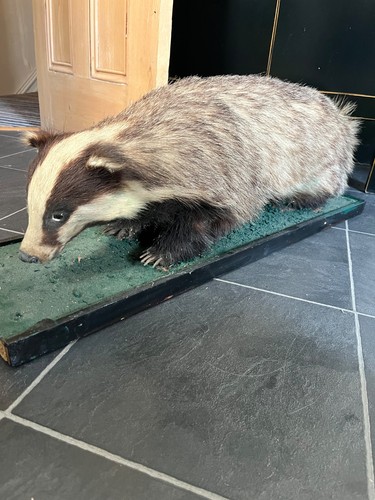 Taxidermy adult badger legal - adult,