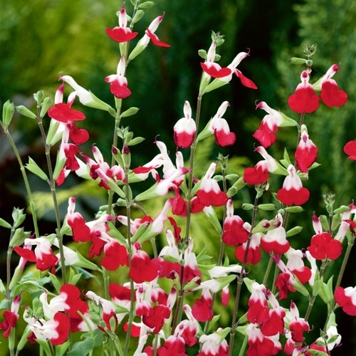 Salvia hot lips plant - hot,