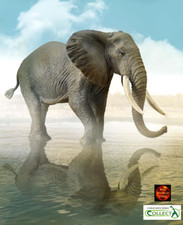 African bush elephant - african,