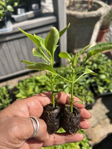 Black chilli x cayenne - x,