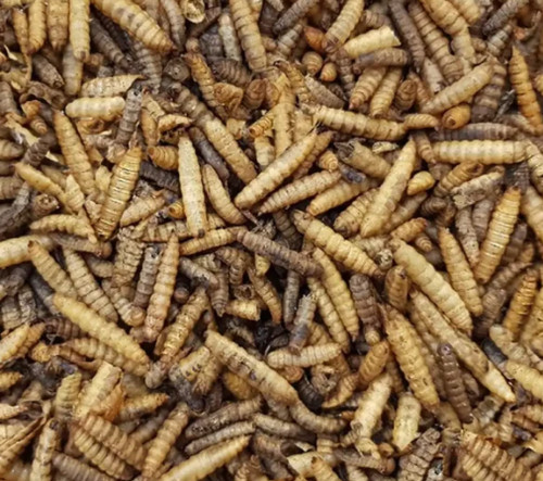 Dried calci worms wild bird - dried,