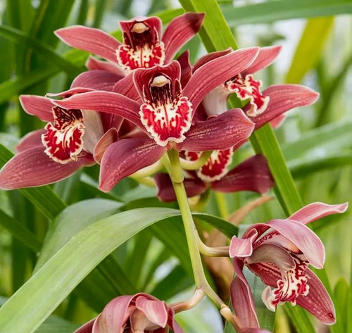 Cymbidium pywacket red - cymbidium, 'red