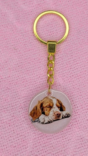 Brittany spaniel sleeping - spaniel,
