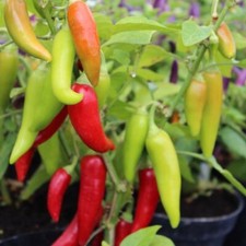 DWARF PEPPER HOT - SIZZLER -  12 SEEDS