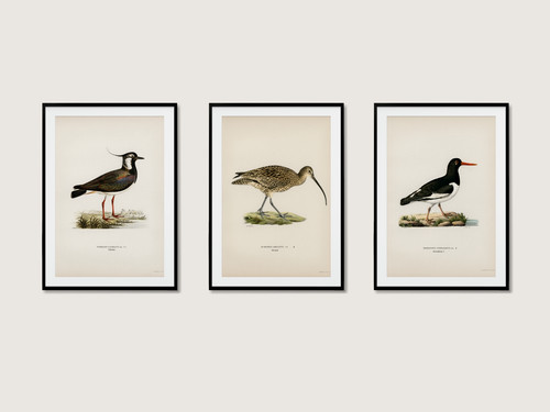 Wetland bird collection wall - bird,
