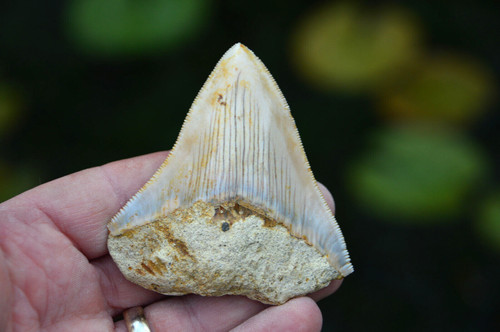 Mega megalodon shark tooth - megalodon,