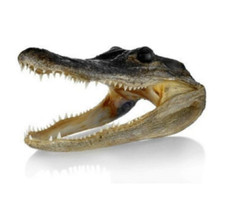 Gator Head 5-6 Inch Real Alligator Head