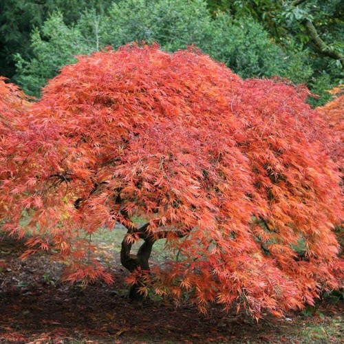 Acer palmatum dissectum cut - palmatum,