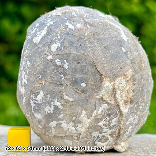 Rare echinocorys fossil - rare,
