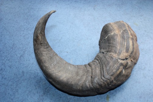 Real rams horn walking - real,