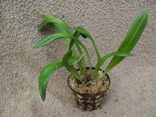 Rare Dracula venosa orchid