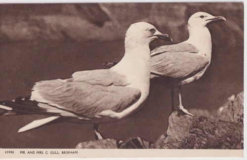Postcard c1955 brixham - postcard,