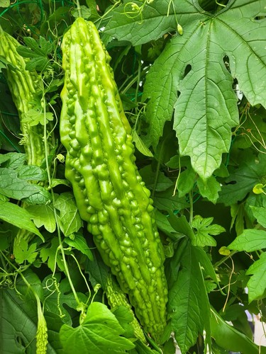 Bitter gourd seeds - gourd,