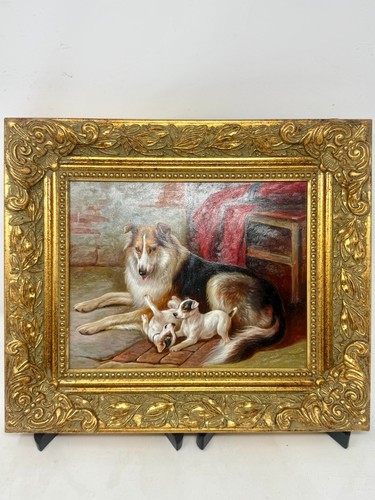 Framed collie dog puppies - collie,