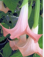Angel Trumpet : Pious Pink
