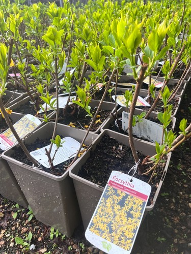 4ltr potted shrub forsythia - potted, shrub,