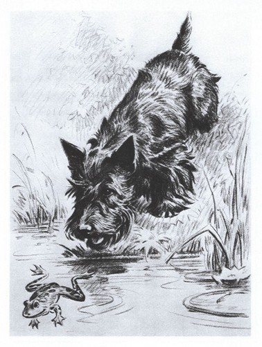 Scottish terrier frog - scottish,