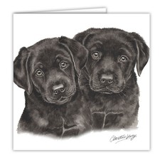 Black Labrador puppies