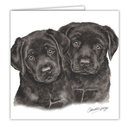 Black labrador puppies - black,