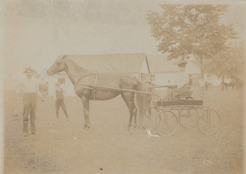 Black hylas 1st - 1st, trotting